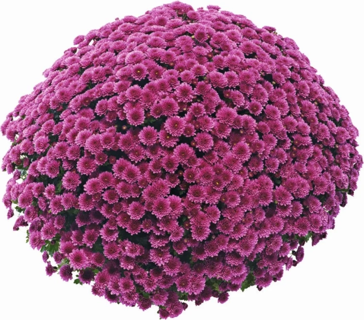 Chryzantema JASODA PURPLE