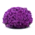 Chryzantema JASODA PURPLE