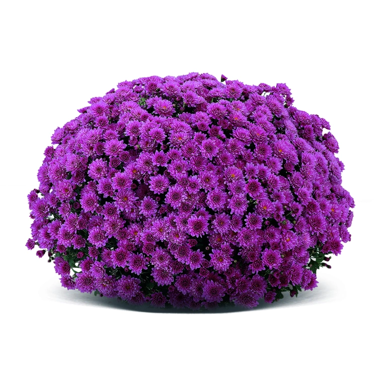 Chryzantema JASODA PURPLE