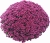 Chryzantema JASODA PURPLE