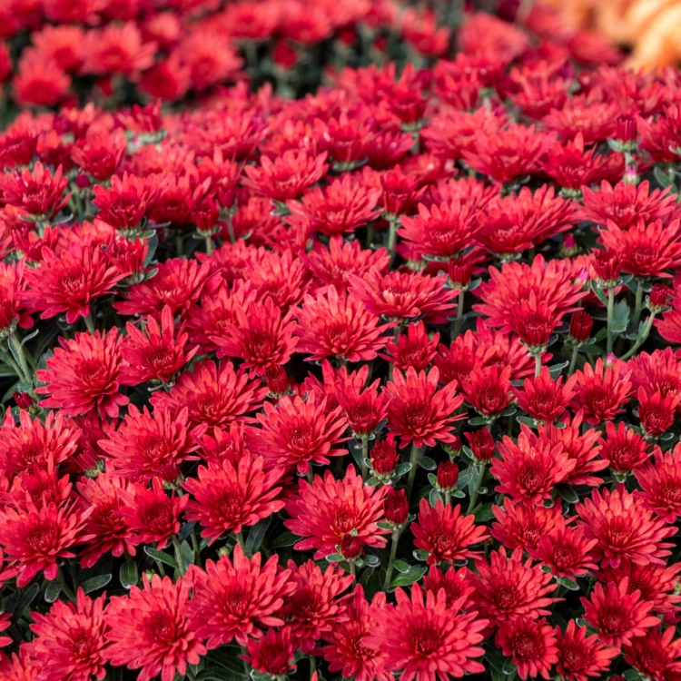 Chryzantema JASODA RED