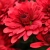 Chryzantema JASODA RED