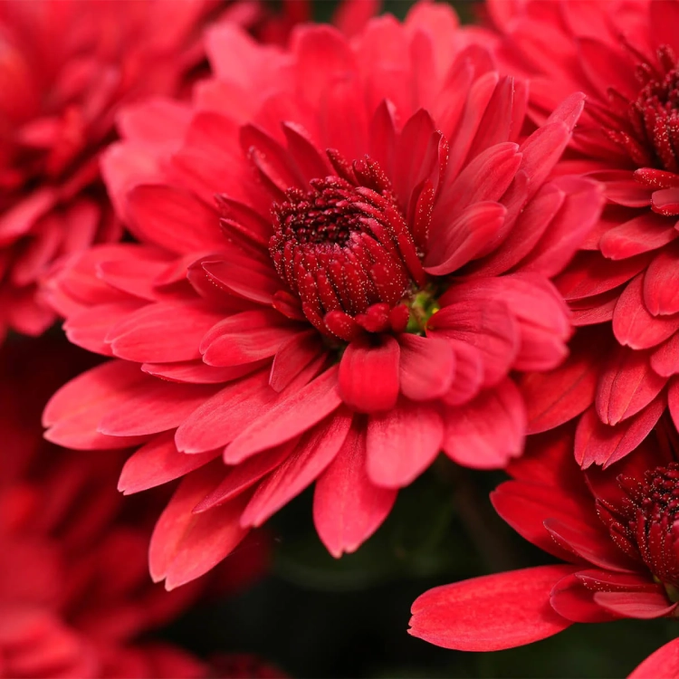 Chryzantema JASODA RED