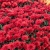 Chryzantema JASODA RED