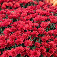 Chryzantema JASODA RED