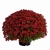 Chryzantema JASODA RED