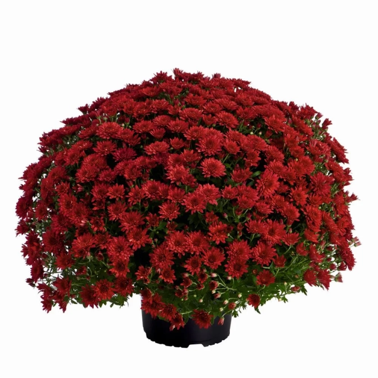 Chryzantema JASODA RED