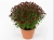 Chryzantema JASODA RED