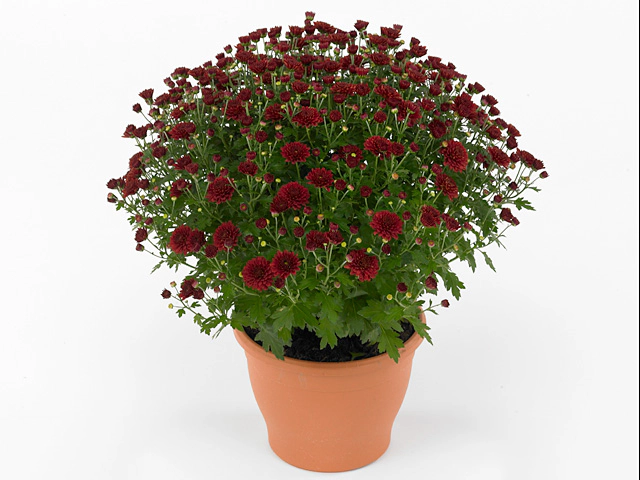 Chryzantema JASODA RED