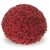Chryzantema JASODA RED