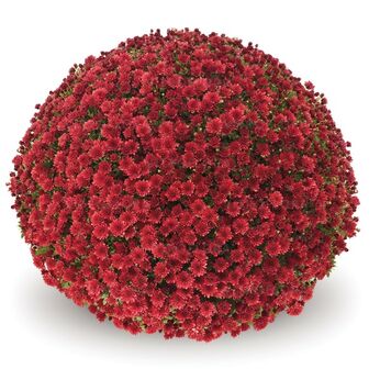 Chryzantema JASODA RED