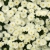 chryzantema  Jasoda White