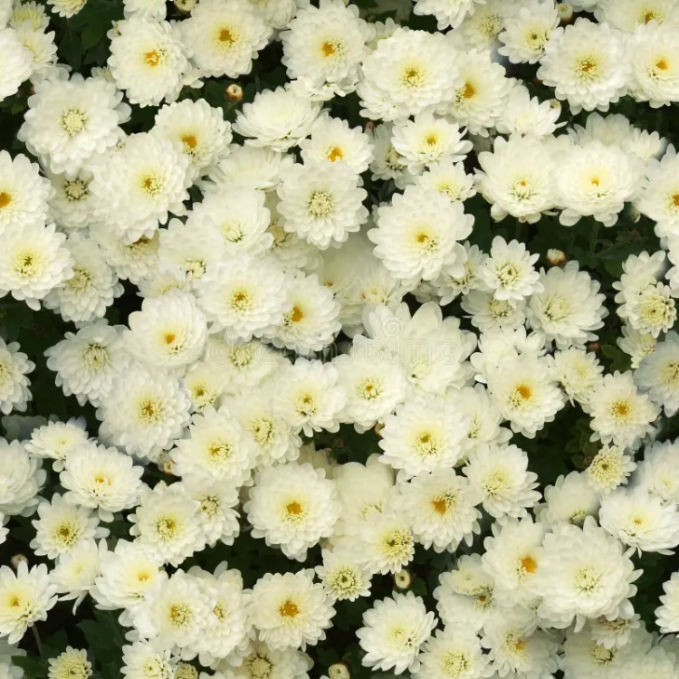 chryzantema  Jasoda White
