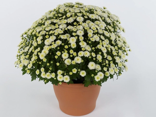 chryzantema  Jasoda White