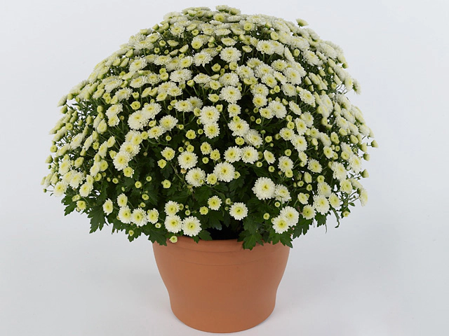 chryzantema  Jasoda White