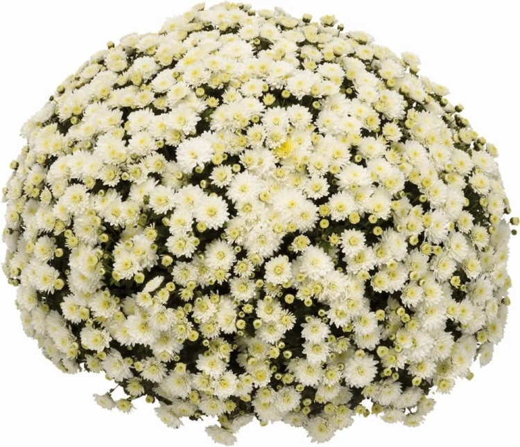 chryzantema  Jasoda White