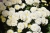 chryzantema  Jasoda White