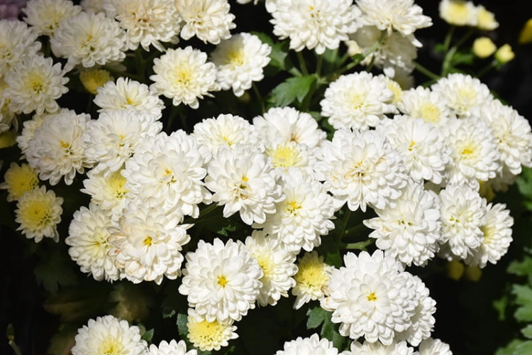 chryzantema  Jasoda White