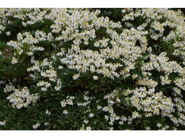 Pieris Japoński nocturne