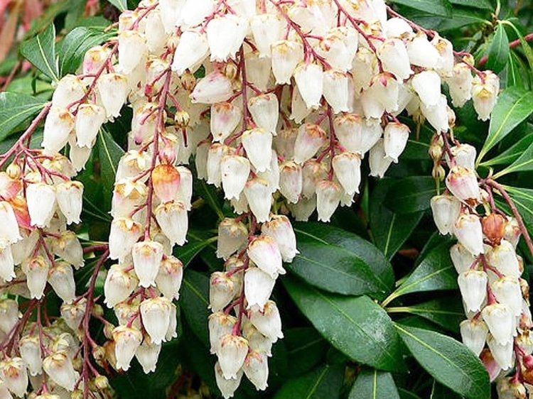 Pieris Japoński FUGA