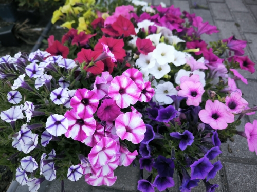 Petunia Surfinia Supertunia MIX