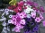Petunia Surfinia Supertunia MIX