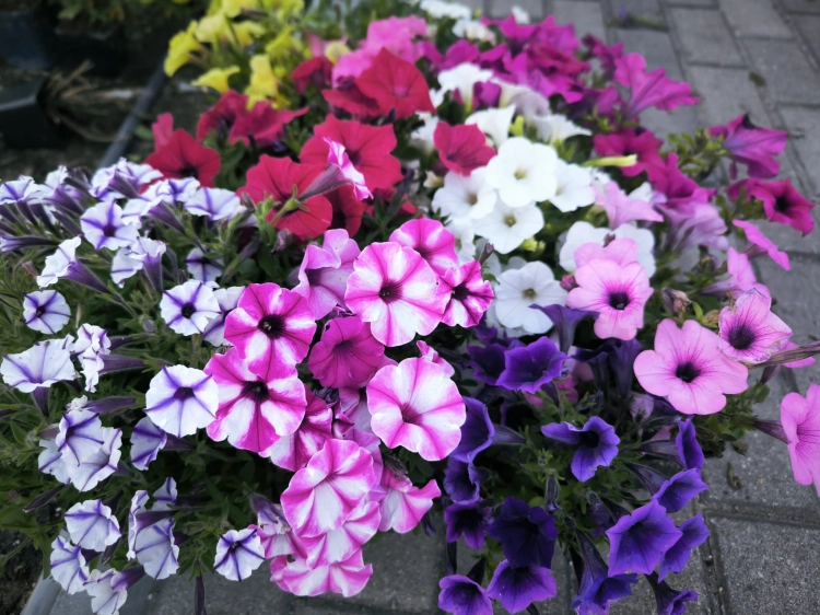 Petunia Surfinia Supertunia MIX