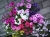 Petunia Surfinia Supertunia MIX