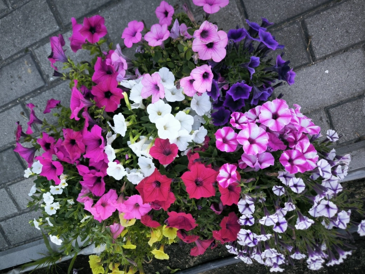 Petunia Surfinia Supertunia MIX