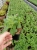 Petunia Surfinia Supertunia MIX