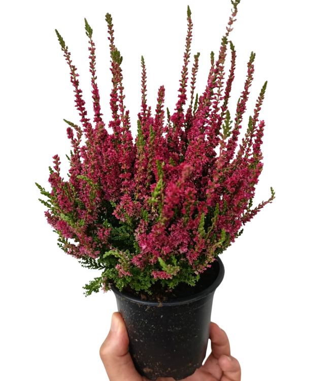 Kompozycja jesienna 2x wrzos czerwony, muhenbekia, calocephalus