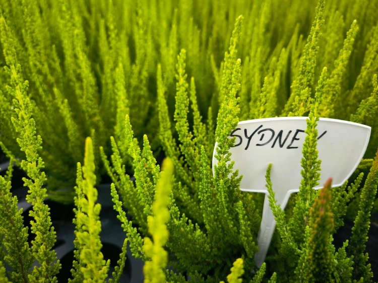 Wrzos SYDNEY SKYLINE