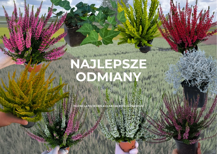 Wrzos BIAŁY zielona łodyga