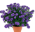 Aster nowobelgijski Nicole