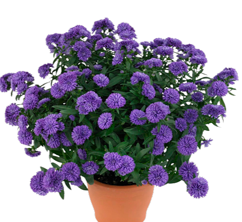 Aster nowobelgijski Nicole