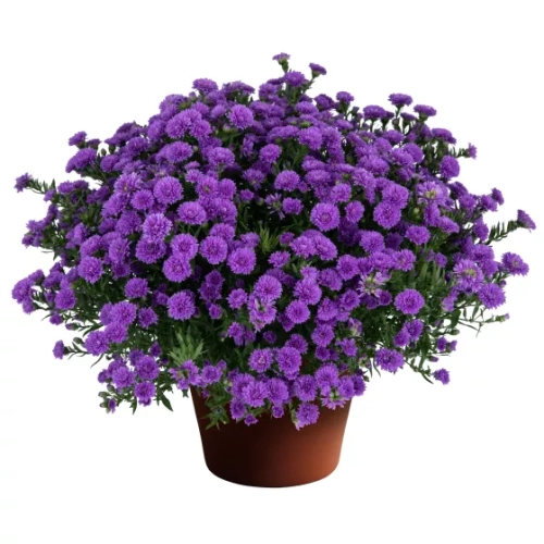 Aster nowobelgijski Nicole