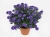 Aster nowobelgijski Nicole