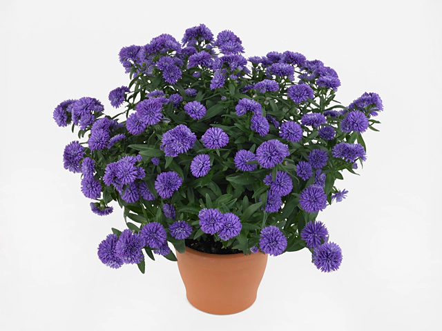 Aster nowobelgijski Nicole