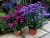 Aster nowobelgijski Nicole