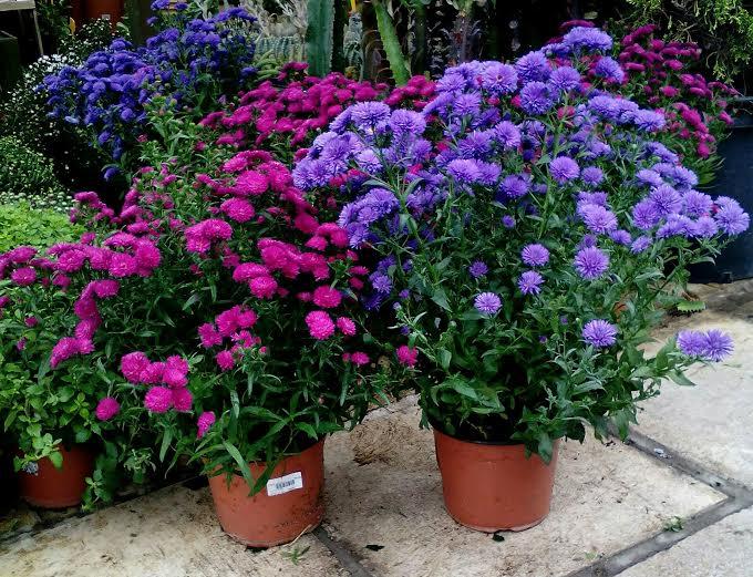 Aster nowobelgijski Nicole