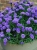Aster nowobelgijski Nicole