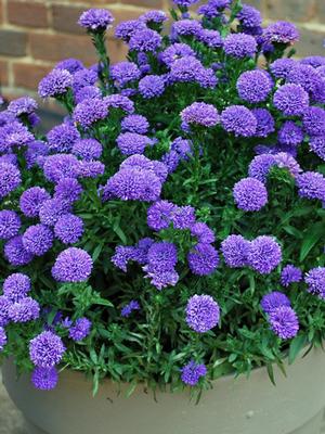 Aster nowobelgijski Nicole