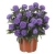 Aster nowobelgijski Nicole