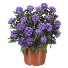 Aster nowobelgijski Nicole