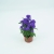Aster nowobelgijski Nicole