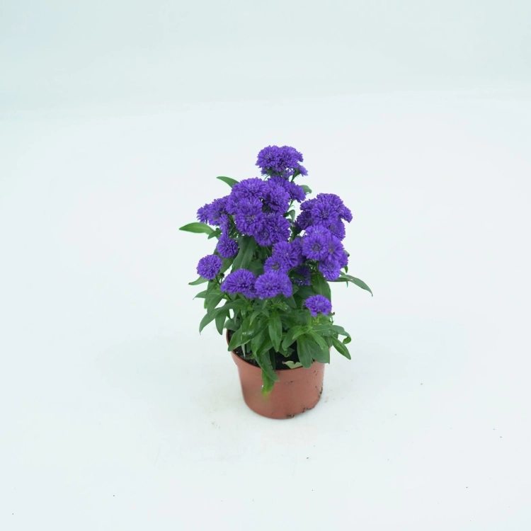 Aster nowobelgijski Nicole