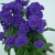 Aster nowobelgijski Nicole