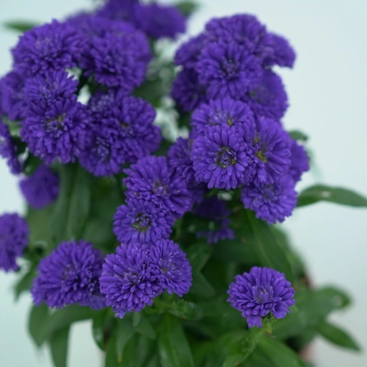 Aster nowobelgijski Nicole