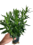 Aster nowobelgijski Nicole