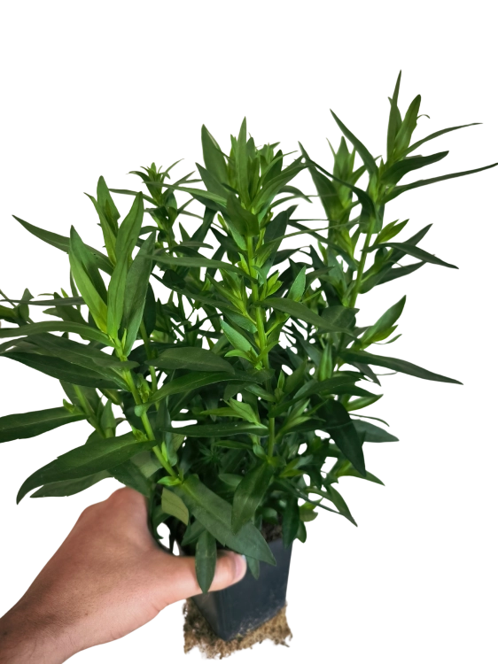 Aster nowobelgijski Nicole